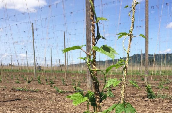 Pt Coir Indonesia Global Leading Coir Company In Indonesia